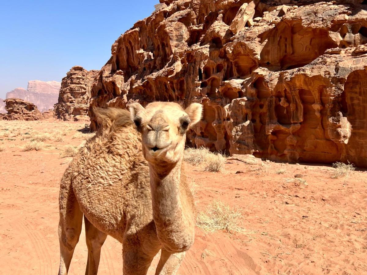 Wadi Rum Bedouin Tour With A Camp Exterior photo