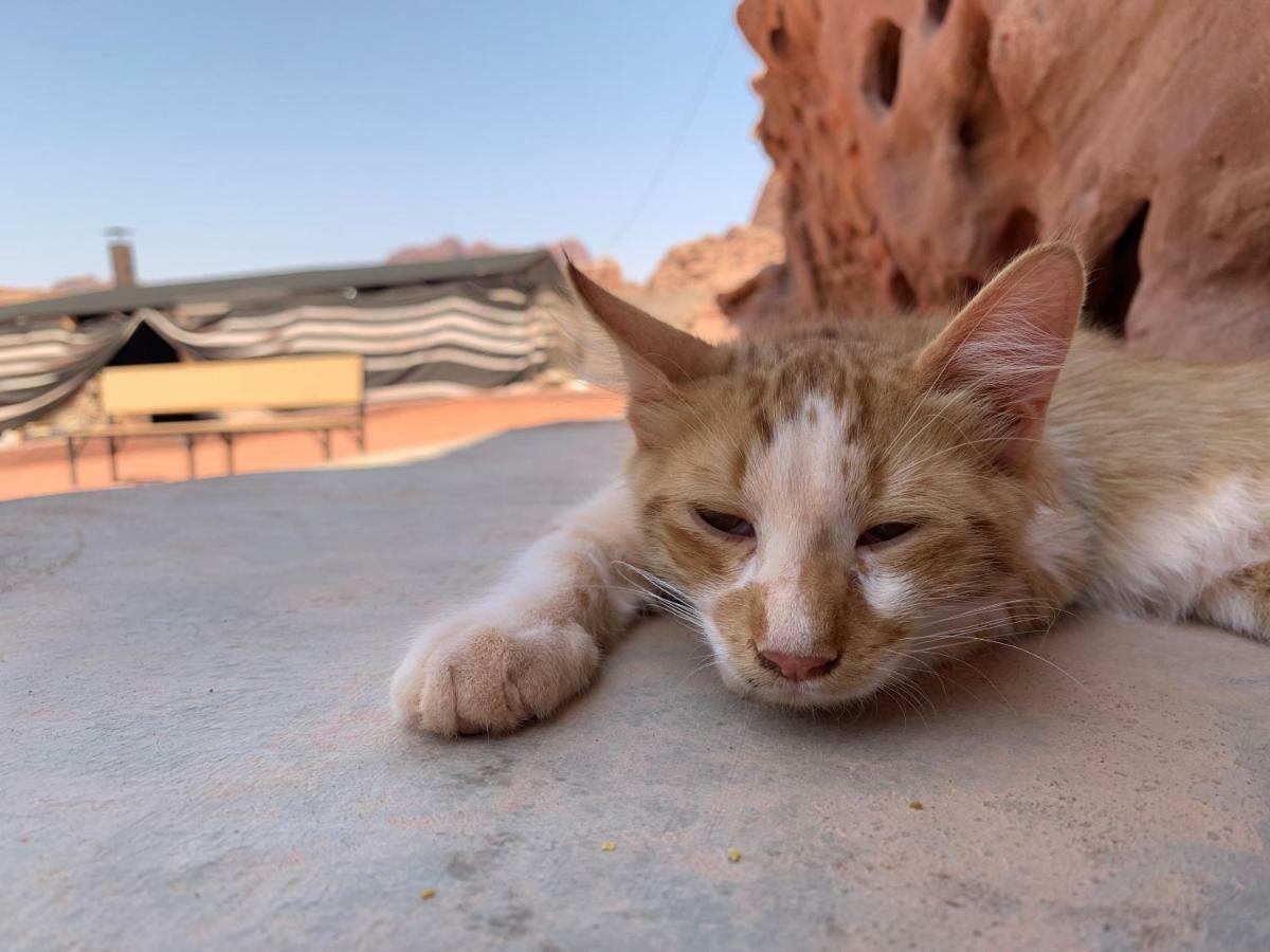 Wadi Rum Bedouin Tour With A Camp Exterior photo